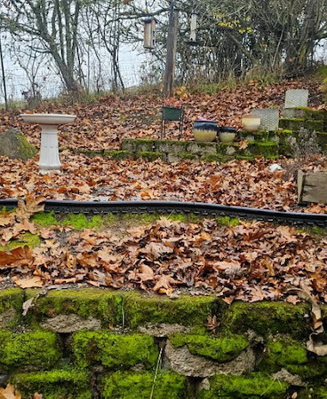 Fall Yard Cleanup in Roseburg: When to Start and What to Prioritize